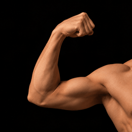 Testosterone & Muscle